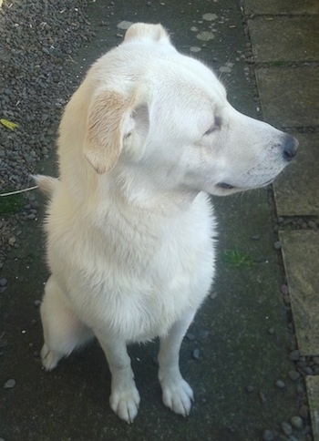 Front view - A white Siberian Retriever dog is sitting in dirt and it is looking to the right.