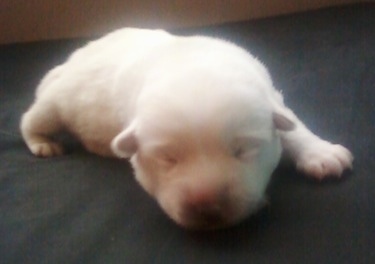 Close up - A tiny newborn white Siberian Retriever puppy is laying down on a bed. The pups eyes are still closed.