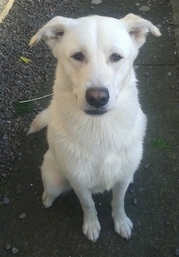 Close up - A white Siberian Retriever is sitting on a black top surface and it is looking up. The dog's ears are folded over to the sides. 