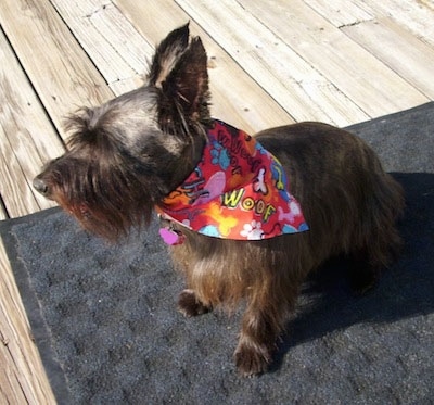 The front left side of a brown Skilky Terrier that is wearing a colorful bandana that says 'woof' printed on it. The dog is sitting on a door mat on a wooden deck in the sun looking to the left. It has large perk ears, its head is shaved short and it has longer hair on its body.