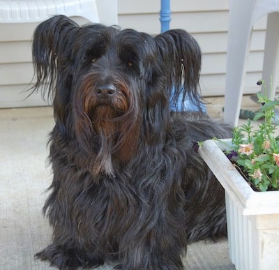 Close up front view - A thick, long-coated, black with brown Skye Terrier dog sitting across a stone porch looking up. The dog's ears are sticking out to the sides with long hair hanging off of them. Its nose is black.