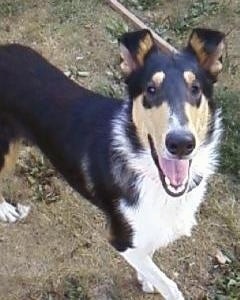 Close Up - Dallas the black, tan and white tricolored Smooth Collie is walking across a dirt patch in a field of grass. He is looking up and it looks like he is smiling