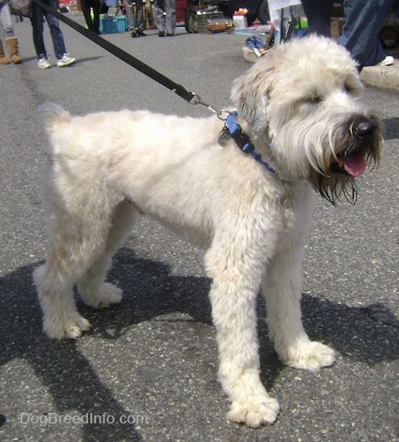 The front right side of a soft looking tan with black Soft Coated Wheaten Terrier that is standing across a blacktop surface at a flea market. Its mouth is open and its tongue is sticking out. It has longer hair on its chin.