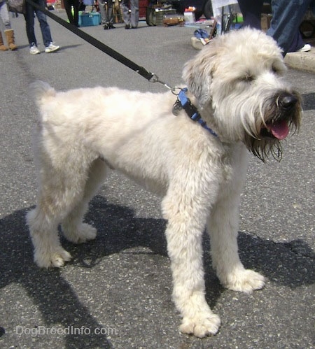 wheaten terrier puppy biting