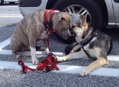 A blue-nose Brindle Pit Bull Terrier is sitting on a blacktop and a black with tan German Shepherd puppy is smelling his face.