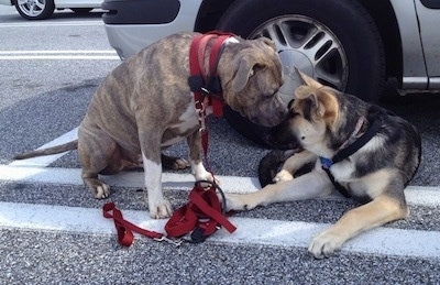 A blue-nose Brindle Pit Bull Terrier is sitting on a blacktop while a  black with tan German Shepherd puppy licks the side of his face.