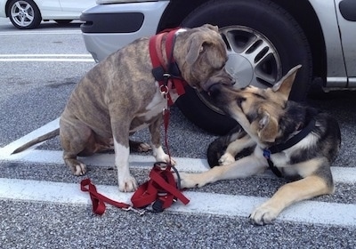 A blue-nose Brindle Pit Bull Terrier is sitting on a blacktop and he is letting a black with tan German Shepherd puppy chew on his face.