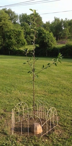 A small tree with a small metal fence around it. Inside the fence is a fake rock dog barrier.