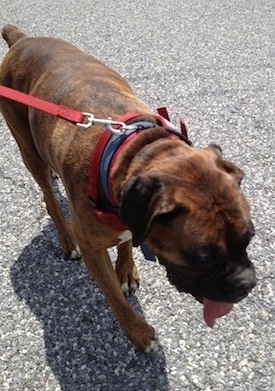 A brown brindle Boxer is walking down a street. His mouth is open and tongue is out.
