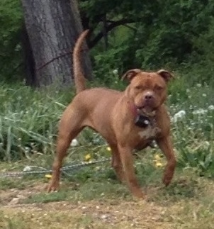 A brown with white PitBull is standing in grass alert with its tail up high in the air and its ears perked with a square stance to its body.