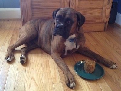 A brown brindle Boxer is laying on a hardwood floor and he is looking forward. In between his paws is a plate with a doggie cake on it.