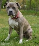 Spencer the Pit Bull Terrier sitting outside