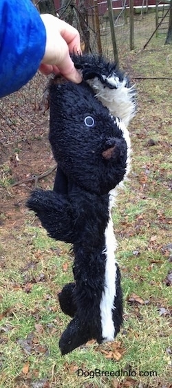 Plush Skunk toy being held in the air by a person