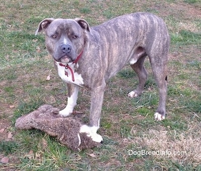Spencer the Pit Bull Terrier outside standing over a plush toy