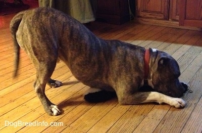 Spencer the Pit Bull Terrier play bowing over a plush toy on a hardwood floor