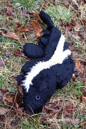 Plush skunk toy laying out in the field