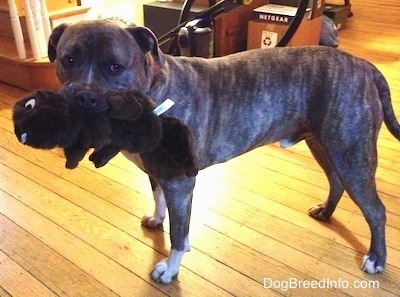 Spencer the Pit Bull Terrier standing in the living room with a plush squirrel toy in his mouth