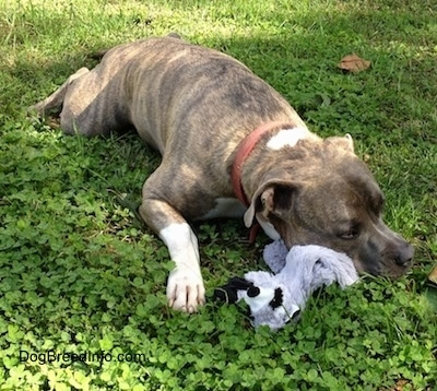 Spencer the Pit Bull Terrier laying in a field with his plush raccoon under his chin