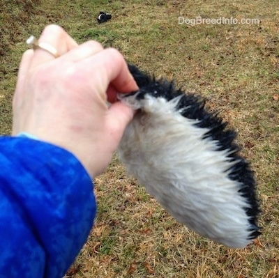 A piece of a ripped Plush Skunk toy being held by a person