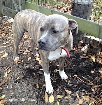 Spencer the Pit Bull Terrier standing next to a wooden fence looking into the distance