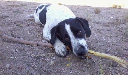 A black and white Springer Pit is laying outside in dirt and it is chewing on a stick in front of it.