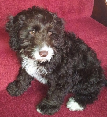 springer spaniel crossed with a poodle