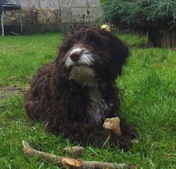 Front view - A chocolate with white Springerdoodle puppy is laying in a field and it is looking up and to the left. It has a bone in between its front paws.