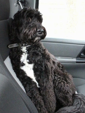 springer spaniel and poodle mix