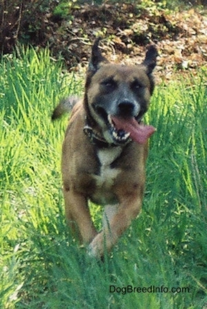Front view action shot - A brown with black and white Staffy Bull Pit dog is running across tall green grass. Its mouth is open and its tongue is flailing around.
