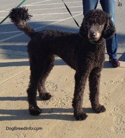 american standard poodle