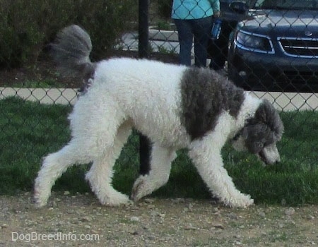 A gray and white Standard Poodle dog walking across a chain link fence line and it is looking down as it walks across.