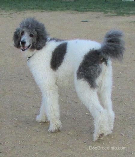 The back left side of a gray and white Standard Poodle dog walking across a dirt surface. It is looking forward, its mouth is open and it looks like it is smiling. It has a thick wavy coat.