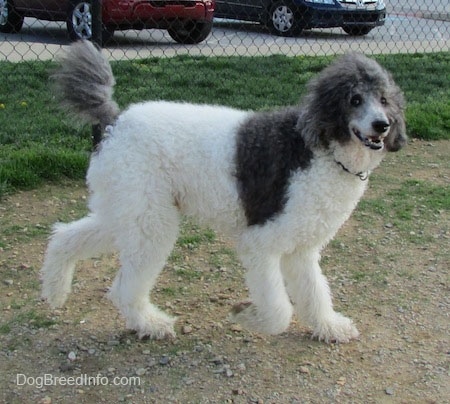 The right side fo a gray and white Standard Poodle dog walking across a dirt surface looking forward and it looks like it is smiling.