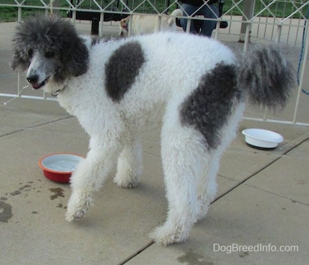 The left side of a gray and white Standard Poodle dog standing across a concrete surface. There is a water bowl in front of the dog and it is looking to the left.