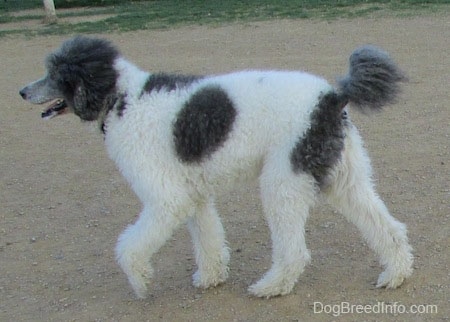 grey and white poodle