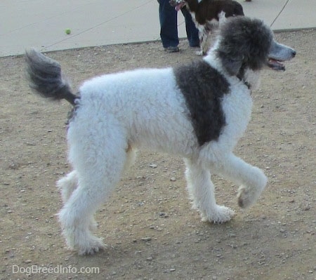 The back right side of a gray and white Standard Poodle that is standing on a dirt surface. Its front right paw is lifted, its mouth is open and its tongue is out.