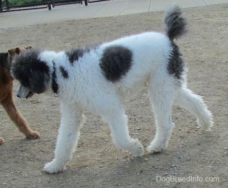 A thick coated, gray and white Standard Poodle dog walking across a dirt surface looking down, behind it there is another dog.