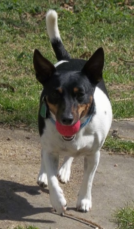 Front view - A white and black with brown Teddy Roosevelt Terrier dog running across a walkway with a red tennis ball in its mouth. The dog's tail is up in the air.