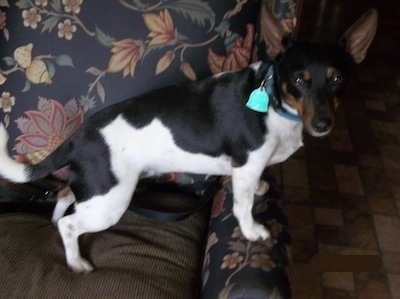 The right side of a white and black with brown Teddy Roosevelt Terrier that is standing across a couch with its front legs up on the arm looking forward. It has large perk ears and a long tail that curls up at the end.