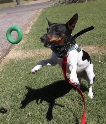 Action shot - A white and black with brown Teddy Roosevelt Terrier is jumping in grass to grab a green donut toy out of the air. The dog has large perk ears and its front paws are off of the ground.