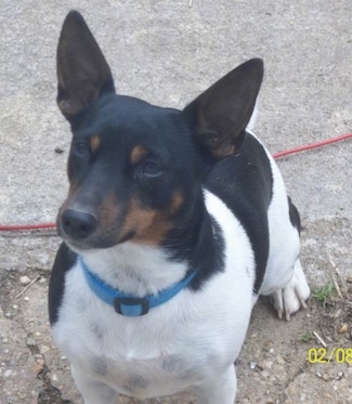 Top down view of a white and black with brown Teddy Roosevelt Terrier sitting on a concrete surface, it is looking up and to the left. It has large perk ears that are set wide apart with wide forehead and a pointy muzzle and black nose.