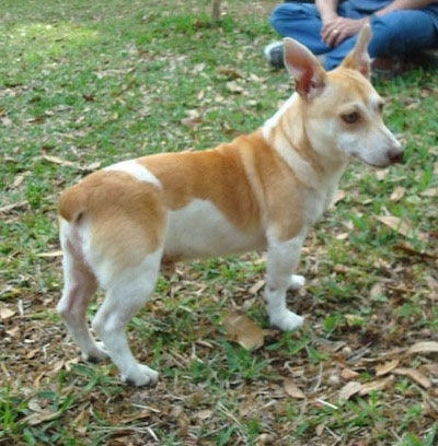 teddy roosevelt terrier