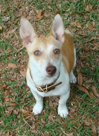Top down view of a tan and white Teddy Roosevelt Terrier dog sitting in grass looking up. It has large perk ears, wide round light colored eyes and a brown nose.