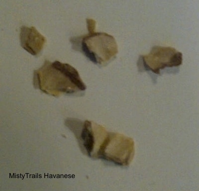 Chunks of teeth tartar on top of a white table.