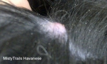 Close Up side view - A dog with its hair parted showing a lump where the tick was removed that is a bit puffy