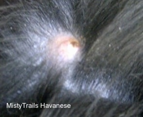 Close Up top view - A dog with its hair parted showing a lump where the tick was removed that is a bit puffy