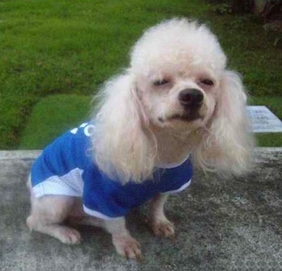 The front right side of a fluffy little tan Toy Poodle dog wearing a blue with white shirt sitting on a stone porch squinting its eyes looking up and forward. It has a big black nose and black lips.