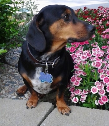 The front of a black, tan with white, short legged, low to the ground dog with a wide chest looking to the right. The dog has a long pointy muzzle and a black nose. It is sitting next to a bed of bright pink flowers.