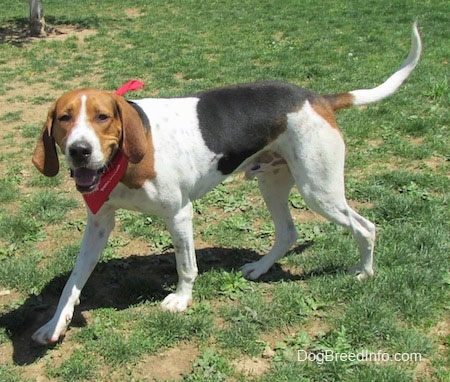 The front left side of a tricolor white, brown and black Treeing Walker Coonhound dog walking across a patchy grass surface looking forward wearing a red bandana.