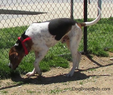 The back left side of a white, black and brown Treeing Walker Coonhound that is sniffing across a patchy dirt surface in front of a chain link fence. It has a long tail that is curled up at the tip.